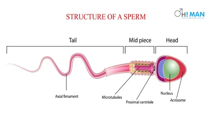 asthenozoospermia causes and sperm structure